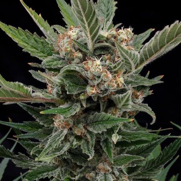 Royal Queen Seeds - Royal Gorilla 3 Seeds