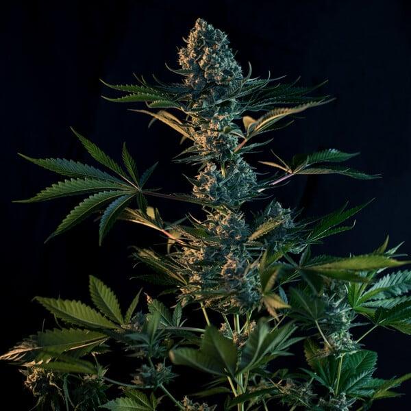 Royal Queen Seeds - Royal Gorilla 3 Seeds