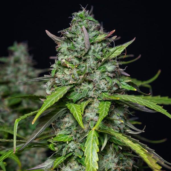 Royal Queen Seeds - Royal Gorilla Auto 3 Seeds
