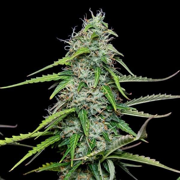 Royal Queen Seeds - Royal Gorilla Auto 3 Seeds