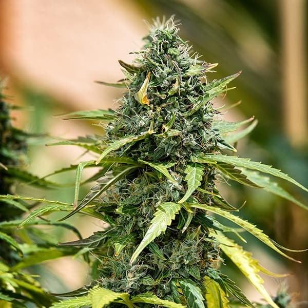 Royal Queen Seeds - Royal Gorilla Auto 3 Seeds