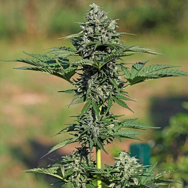 Royal Queen Seeds - Royal Gorilla Auto 3 Seeds