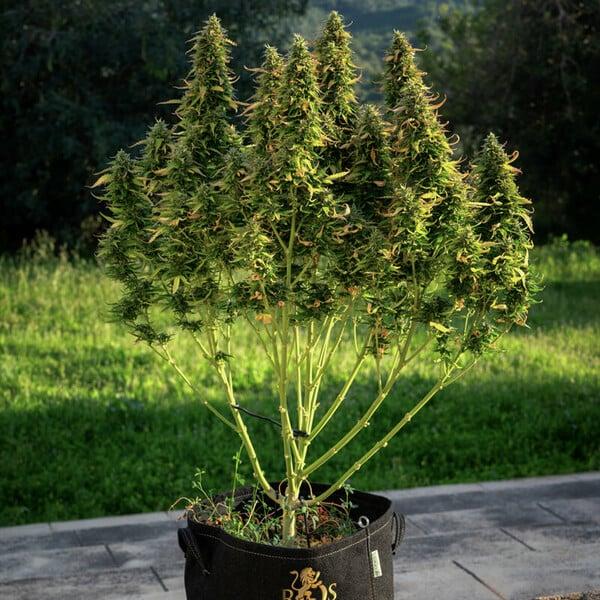Royal Queen Seeds - Royal Gorilla Auto 3 Seeds