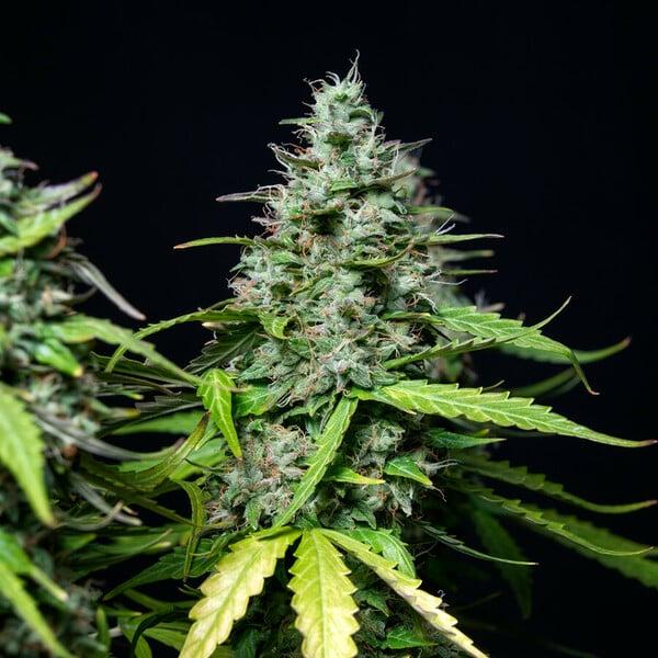 Royal Queen Seeds - Royal Gorilla Auto 3 Seeds