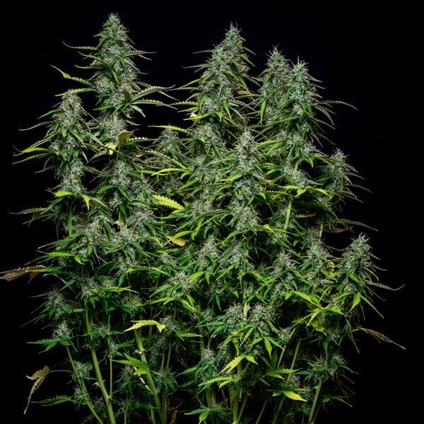 Royal Queen Seeds - Royal Gorilla Auto 3 Seeds