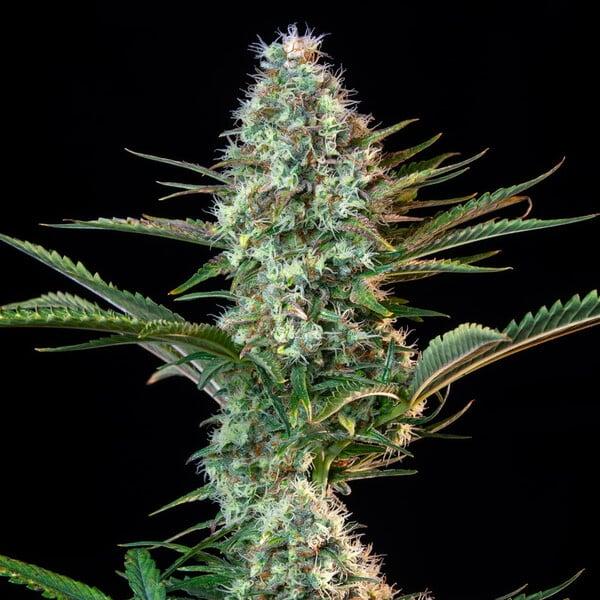 Royal Runtz 3 Seeds