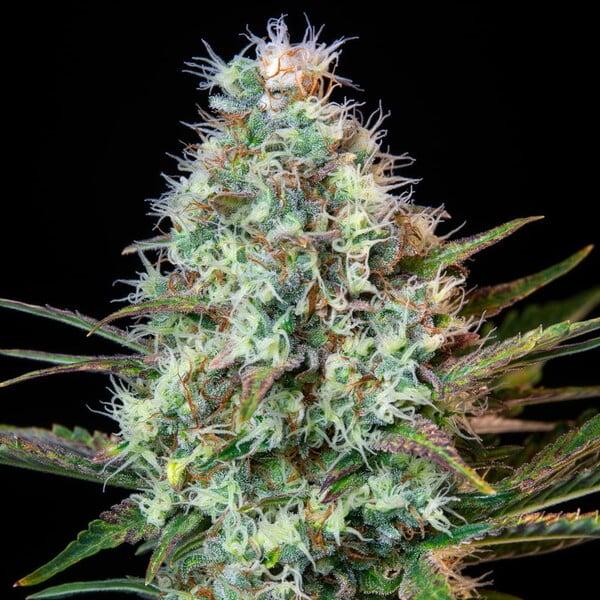 Royal Runtz 3 Seeds