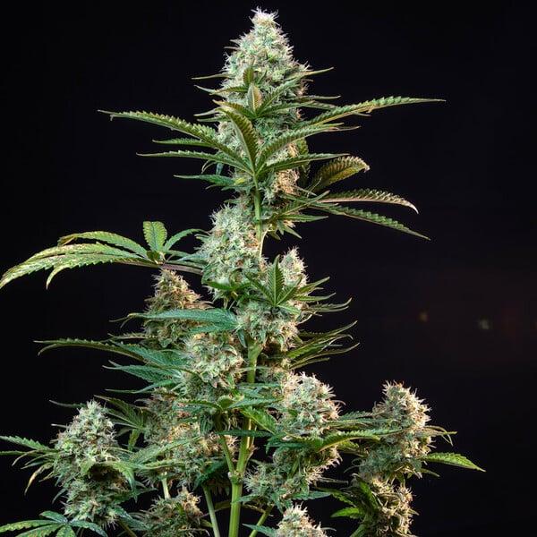 Royal Runtz 3 Seeds