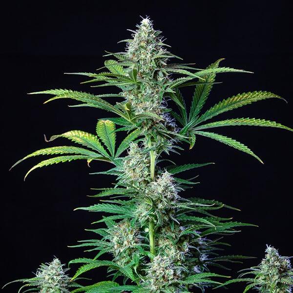 Royal Runtz 3 Seeds