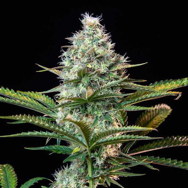 Royal Runtz 3 Seeds