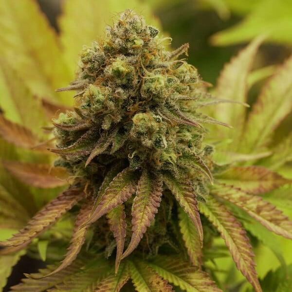 Royal Runtz 3 Seeds