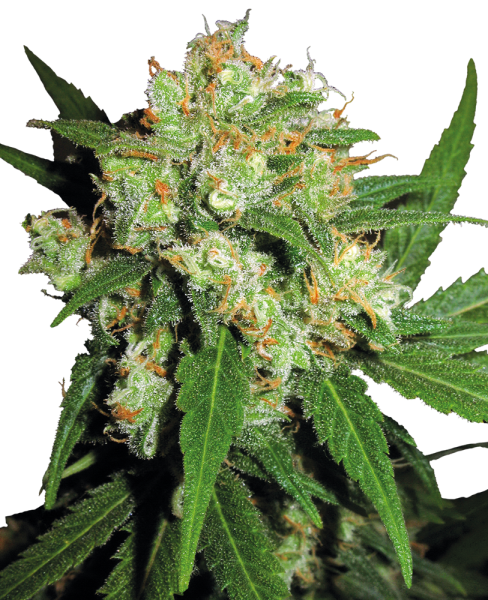 Sensi Skunk - reg. (10stk)
