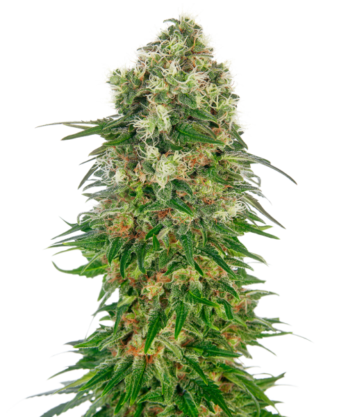 Shiva Skunk - auto.