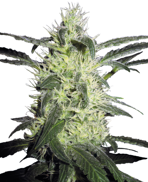 Silver Haze - fem.