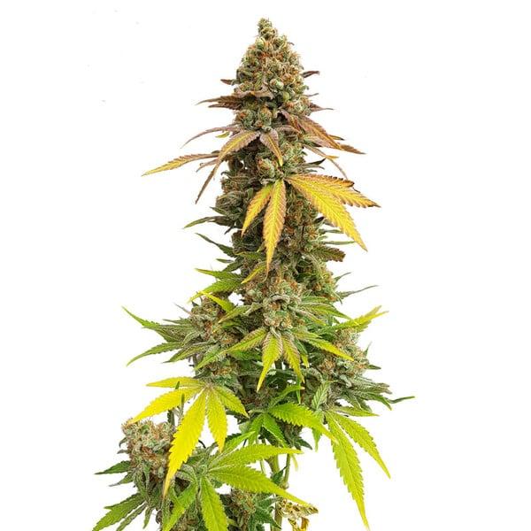 Royal Queen Seeds - Special Queen1 - 3 Seeds