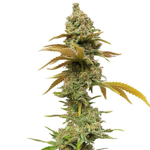 Royal Queen Seeds - Special Queen1 - 3 Seeds