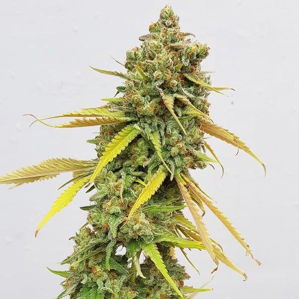 Royal Queen Seeds - Special Queen1 - 3 Seeds