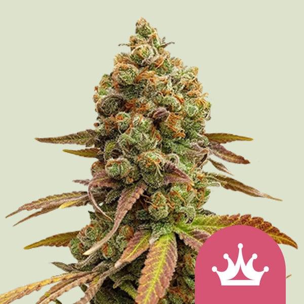 Royal Queen Seeds - Special Queen1 - 3 Seeds