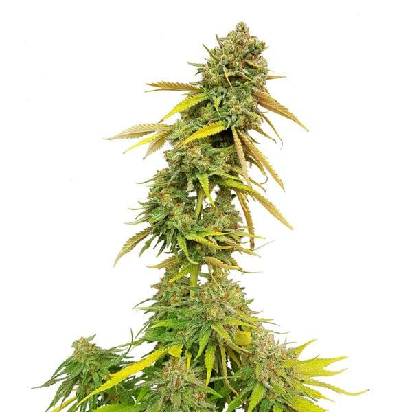 Royal Queen Seeds - Special Queen1 - 3 Seeds