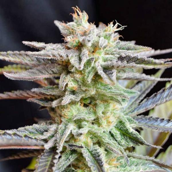 Sugar Black Rose Hanfstecklinge