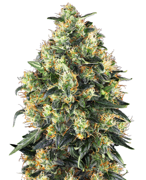 Super Skunk - auto. (5St.)