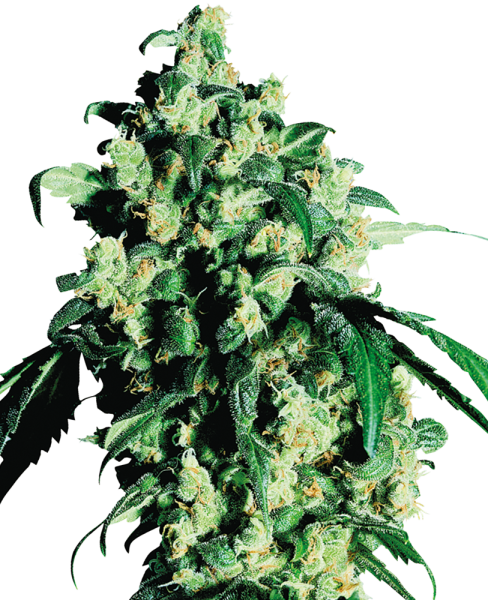 Super Skunk - fem. (5St.)