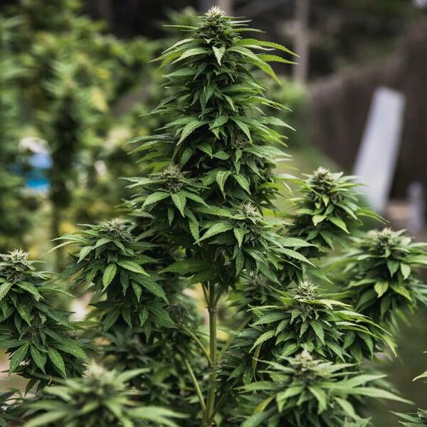 Royal Queen Seeds - White Widow 3 Seeds