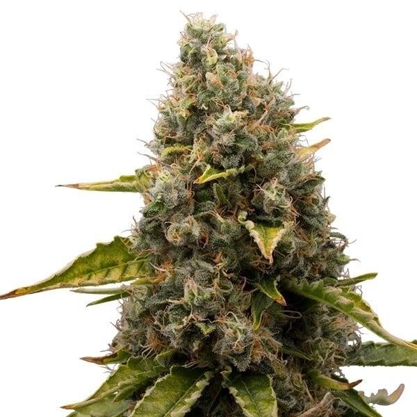Royal Queen Seeds - White Widow 3 Seeds