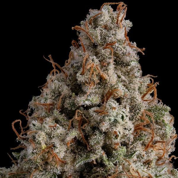 Royal Queen Seeds - White Widow 3 Seeds