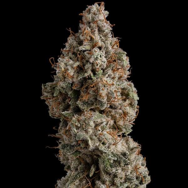 Royal Queen Seeds - White Widow 3 Seeds