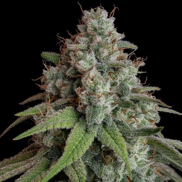 Royal Queen Seeds - White Widow 3 Seeds