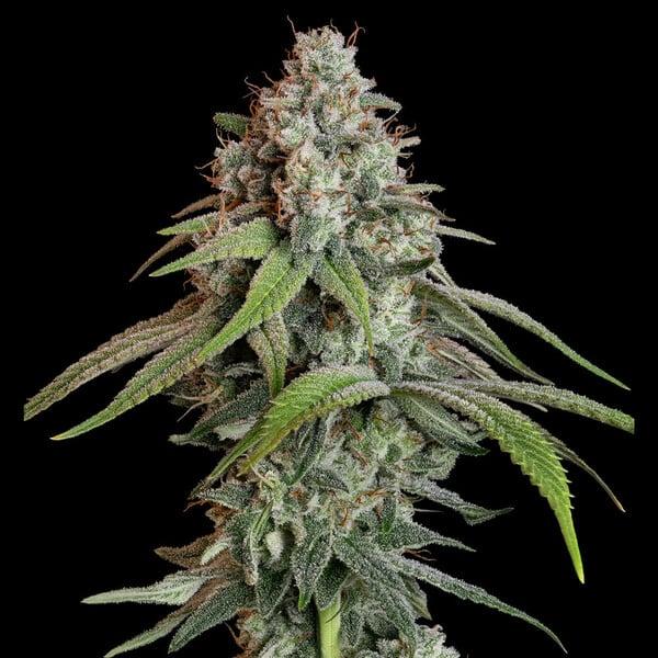 Royal Queen Seeds - White Widow 3 Seeds