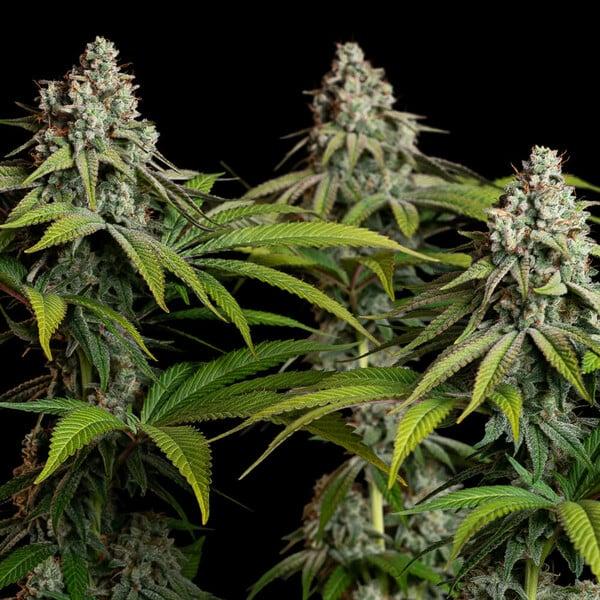Royal Queen Seeds - White Widow 3 Seeds