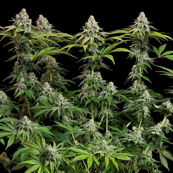 Royal Queen Seeds - White Widow 3 Seeds