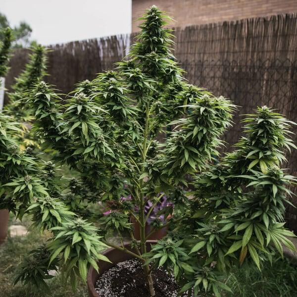 Royal Queen Seeds - White Widow 3 Seeds