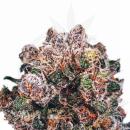 Blueberry Haze Hanfstecklinge
