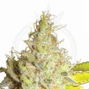 Kosher Kush Hanfstecklinge