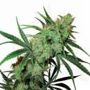 Nebula Haze Hanfstecklinge