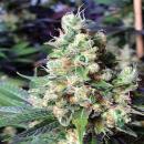 New York City Diesel Hanfstecklinge