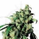 Super Skunk Hanfstecklinge