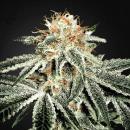 White Widow Hanfstecklinge