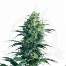 X18 Pure Pakistani Hanfstecklinge